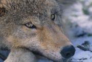 Adolescent wolf with golden-yellow eyes.