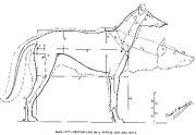 Comparative drawing of dog and wolf anatomy by Ernest Thompson Seton. Note the proportionately larger head of the wolf