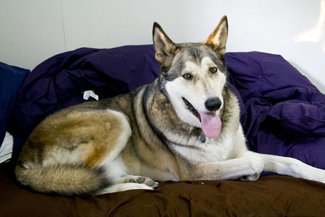 Image:Wolf-malamute hybrid.jpg