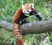 Red Panda in Tree