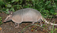 Nine-banded Armadillo