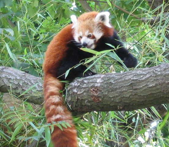 Image:RedPanda.jpg