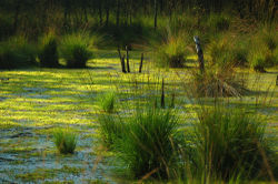 Lütt-Witt Moor, a bog in Henstedt-Ulzburg in northern Germany.