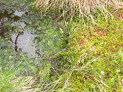 Sphagnum bog vegetation, Tříjezerní slať, Šumava.