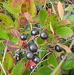 Bog Huckleberry at Polly's Cove, Nova Scotia