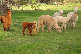 A group of Alpacas