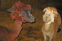 Shorn Alpacas