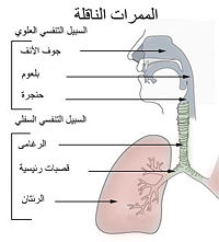 Arabic