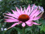 Echinacea flower