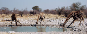 Giraffes bending down to drink