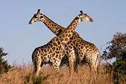 Two males necking.