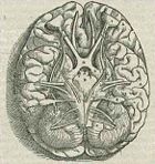 Vesalius' experiments inspired interest in human anatomy.