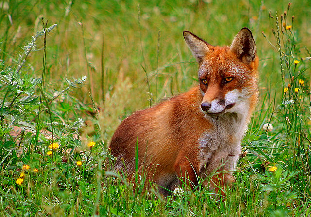 Image:R�d r�v (Vulpes vulpes).jpg