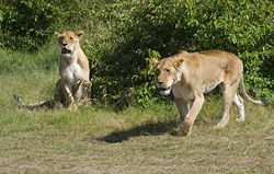 Two lionesses in Masai Mara, Kenya