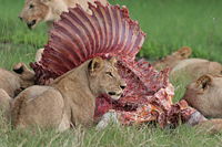 The hunters of a pride sharing a zebra where the kill occurred