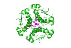 Computer-generated image of insulin hexamers highlighting the threefold symmetry, the zinc ions holding it together, and the histidine residues involved in zinc binding.