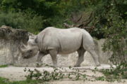 Black Rhino in Z�rich zoo.