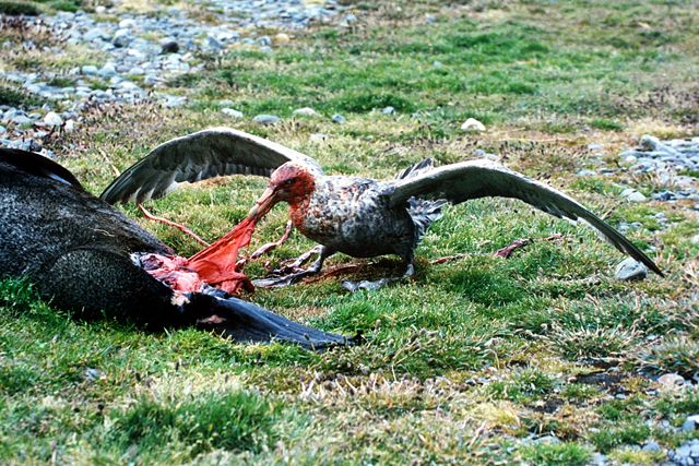 Image:Giant petrel.jpg