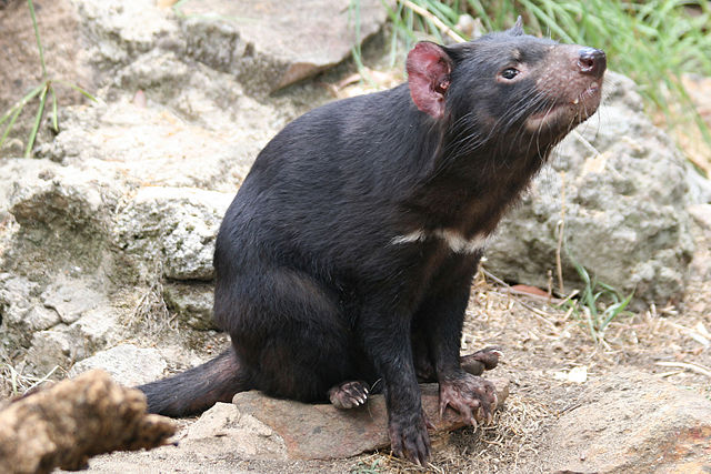 Image:TasmanianDevil 1888.jpg