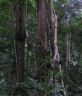 The Daintree Rainforest in Queensland, Australia.