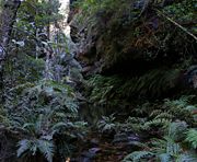 Rainforest in the Blue Mountains, Australia