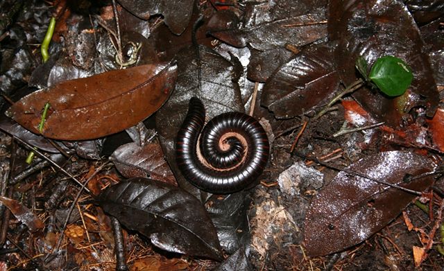 Image:Shongololo Equatorial guinea.jpg