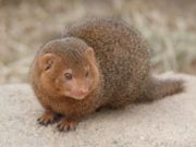 Common Dwarf Mongoose, Helogale parvula