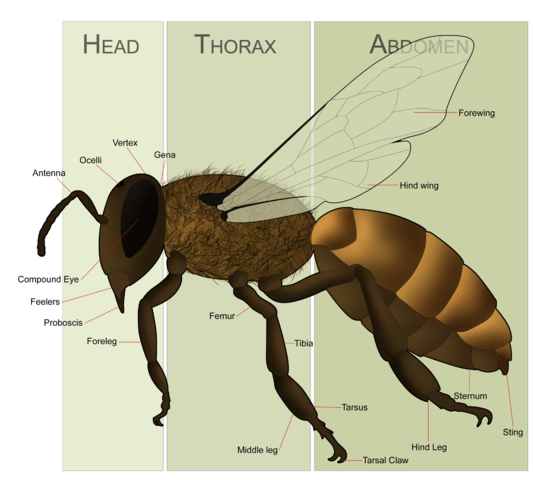 Image:HoneyBeeAnatomy.png