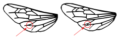 Distinguishing Western (left) and Eastern (right) honey bees from their wings
