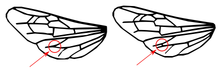 Image:Bee wings comparison.svg