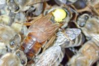 Queen bee. Yellow dot is added to aid beekeeper.