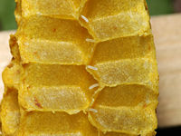 Honey bee eggs shown in cut open wax cells