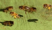 Foragers coming in loaded with pollen on the hive landing board.