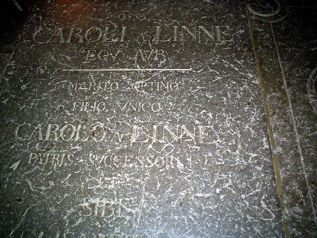 Image:CarlvonLinne gravestone.jpg