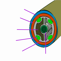 A coelomate animal is basically a set of concentric tubes, with a gap between the gut and the outer tubes.