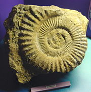 An ammonite fossil