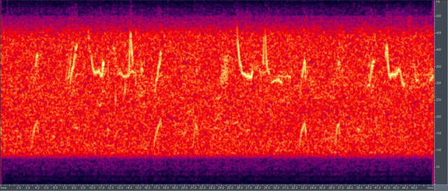 Image:Humpback song spectrogram.png