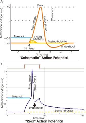 Image:Action potential vert.png