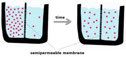 Ions (pink circles) will flow across a membrane from the high concentration to the low concentration, causing a current.  However, this creates a voltage across the membrane that opposes the ions' motion.  When this voltage reaches the equilibrium value, the flow of ions stops.