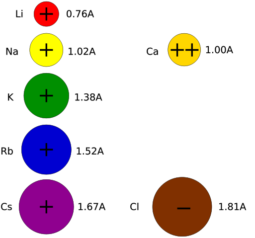 Image:Action potential ion sizes.svg