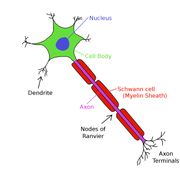 In saltatory conduction, an action potential at one node of Ranvier causes inwards currents that depolarize the membrane at the next node, provoking a new action potential there; the action potential "hops" from node to node.