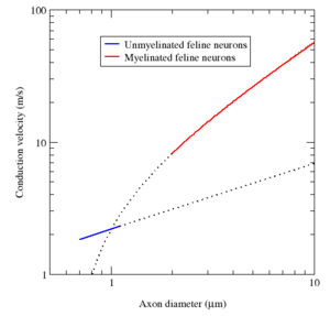 Comparison of the conduction velocities of myelinated and unmyelinated axons in the cat.   The conduction velocity v of myelinated neurons varies roughly linearly with axon diameter d (that is, v ∝ d), whereas the speed of unmyelinated neurons varies roughly as the square root (v ∝√ d).  The red and blue curves are fits of experimental data, whereas the dotted lines are their theoretical extrapolations.