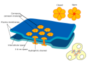 Electrical synapses between excitable cells allow ions to pass directly from one cell to another, and are much faster than chemical synapses.