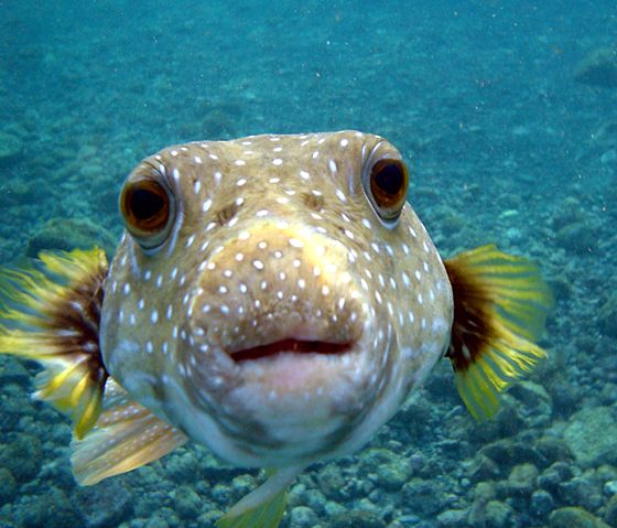 Image:Puffer Fish DSC01257.JPG