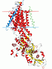 Ribbon diagram of the sodium–potassium pump in its E2-Pi state. The estimated boundaries of the lipid bilayer are shown as blue (intracellular) and red (extracellular) planes.