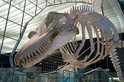 An Orca skull.