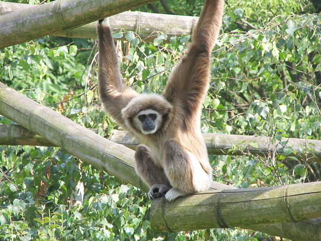 Image:Weisshandgibbon tierpark berlin.jpg