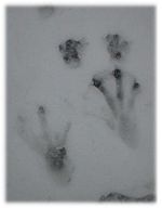 Beaver tracks in snow, in Ontario. Hind paws approx. 20�cm (7.9�in) long.