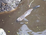 Beaver swimming