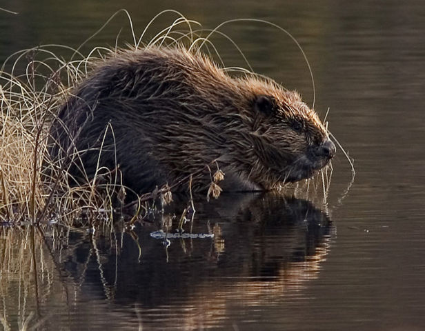 Image:Beaver pho34.jpg